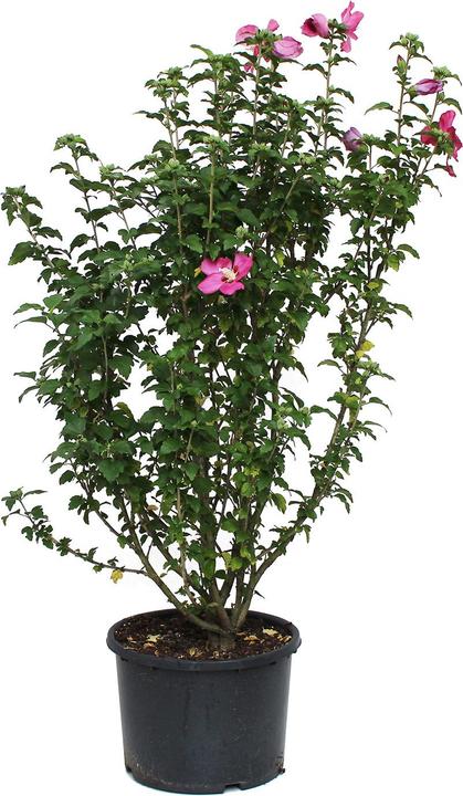 Image du produit Zulauf Eibisch / Hibiscus syr. 'Woodbridge' (150 cm)