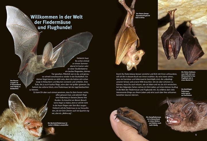 Actual product image Discover the bats (German, Eckhard Grimmberger, 2022)