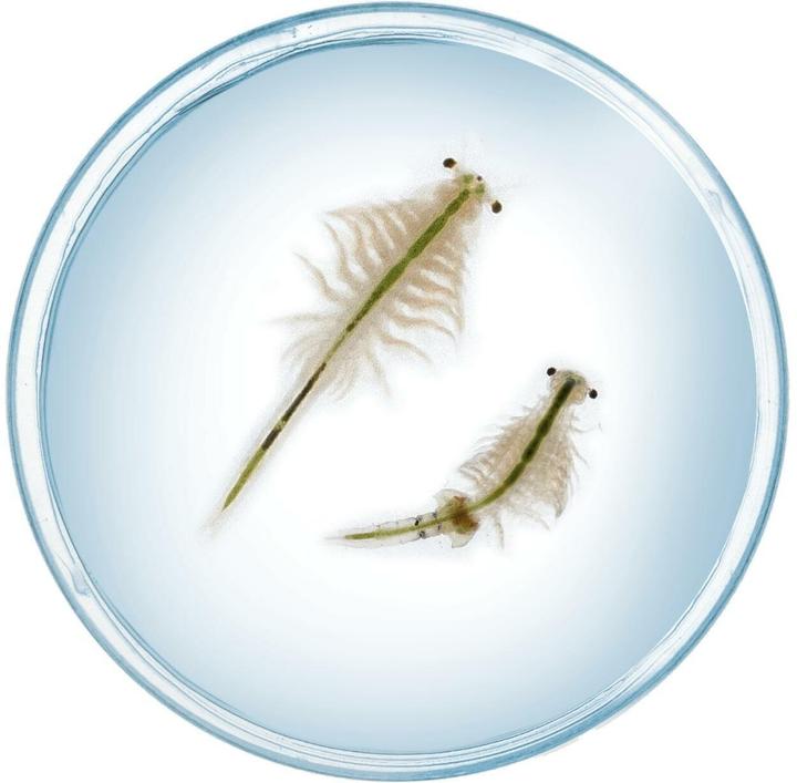 Actual product image Kosmos Fun Science Scurrying brine shrimp - INT
