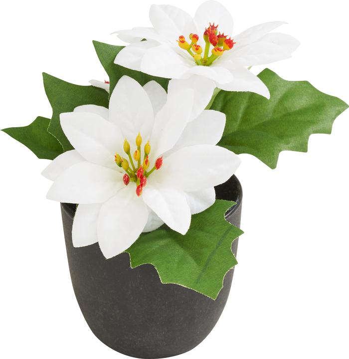 monstera plant buy online Monstera deliciosa (6in+) 6in main image 0