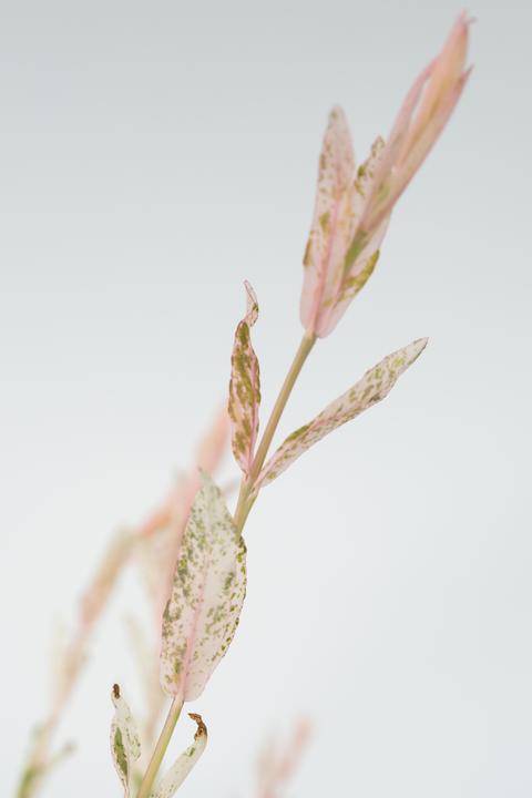 Immagine prodotto Plant in a Box Salix integra 'Flamingo' - Set di 2 Loosestrife (100 cm)