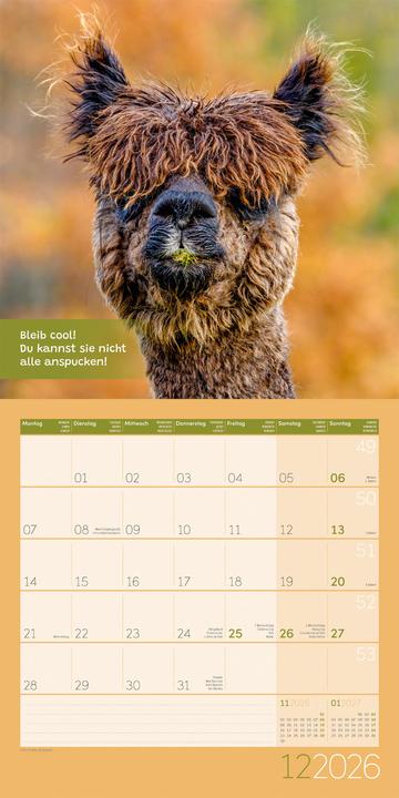 Image du produit No Drama, Lama! Kalender 2026 - 30x30 (30 x 30 cm, Couverture rigide, Allemand)