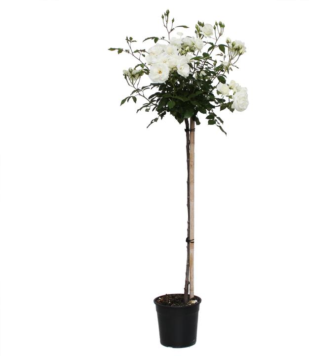 Image du produit Zulauf Rosier arbuste (120 cm)