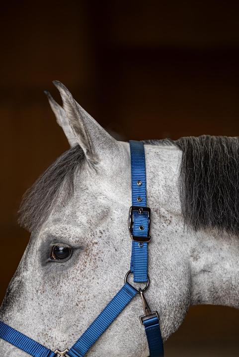 Produktbild HFI Master Pferdehalfter aus Nylon