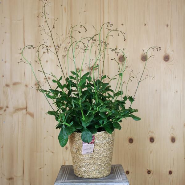 Produktbild Säntispracht Erdginseng, die Blüten- und Fruchtschmuckpflanze im Dekokorb -Talinum paniculatum Verde (50 cm)
