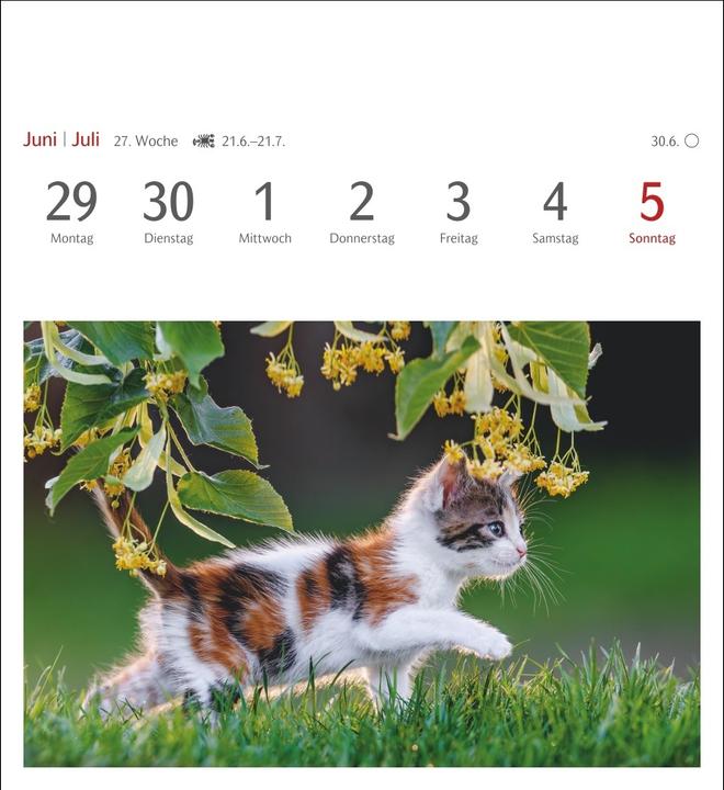 Actual product image Harenberg Katzen Postkartenkalender 2026 - Wochenkalender mit 53 Postkarten (Hardcover, German)