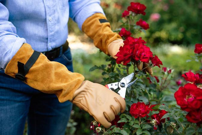 Produktbild Felco 705 Rindnarben-Rosenhandschuhe (XL)