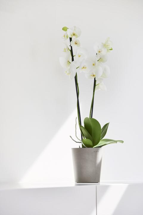 Produktbild Ecopot Morinda (14 cm)