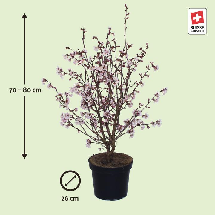 Produktbild Zulauf Kurilen-Kirsche / Prunus nipponica 'Ruby' (80 cm)