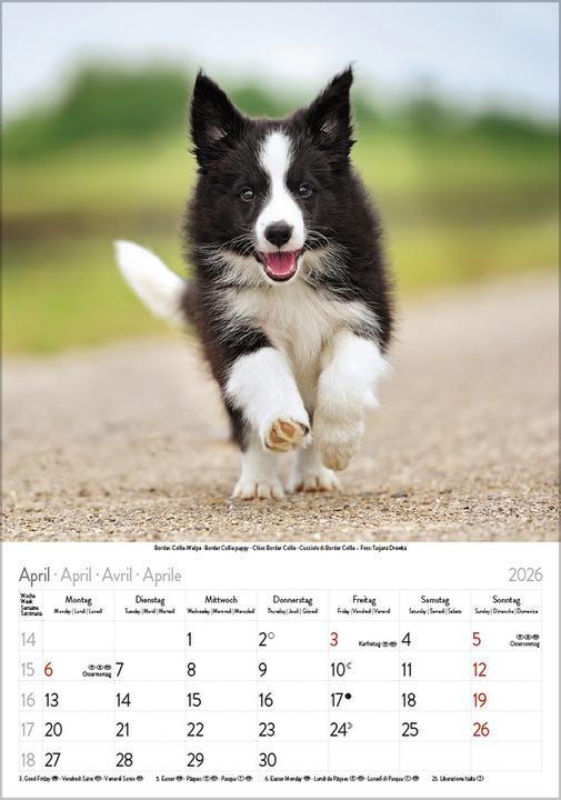 Image du produit Hunde 2026 (23,5 x 3 cm)