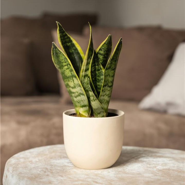 Produktbild Plant in a Box Sansevieria trifasciata 'Futura Superba' - 3er Set Bogenhanf (35 cm)