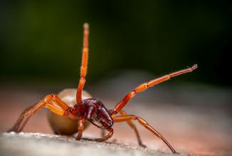 Image du produit Venus Optic 90mm f/2.8 2x Ultra Macro APO (Canon RF, Plein format)