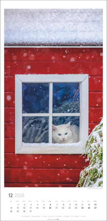 Produktbild Katzen Kalender 2026 (33 x 68 cm)