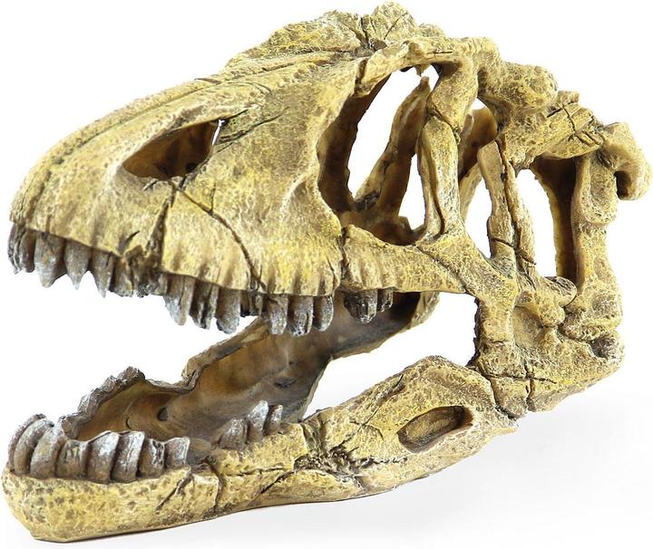Actual product image Amazonas World Saurus skeleton head