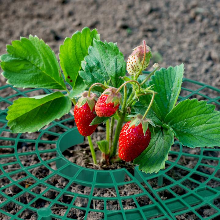 Immagine prodotto Relaxdays 8x supporti per fragole (30 cm, 30 cm)