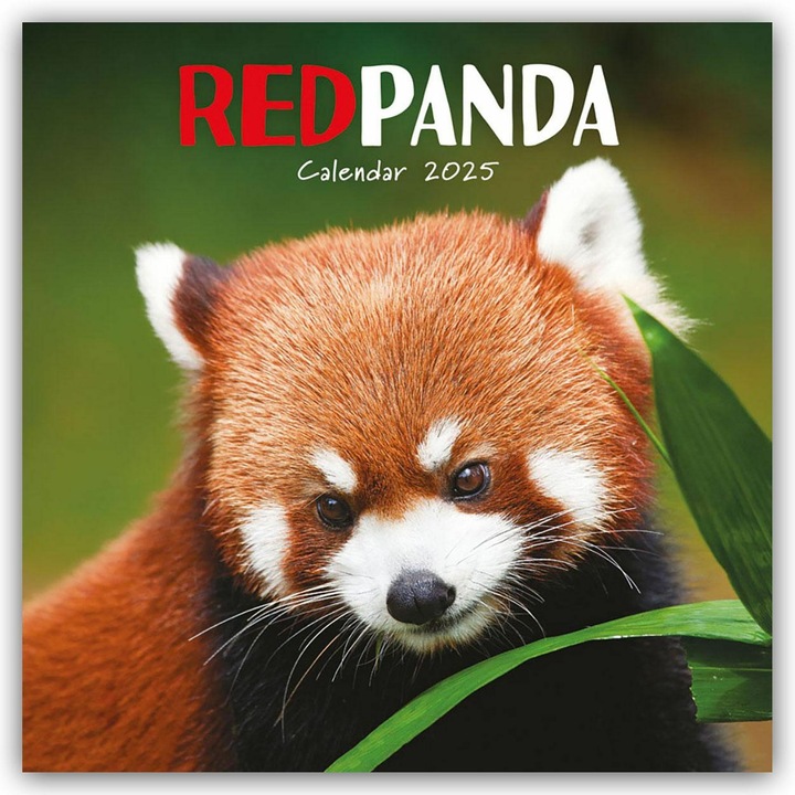 Actual product image Red Pandas Square Wall Calendar 2025 (305 x 305 mm, German, English)