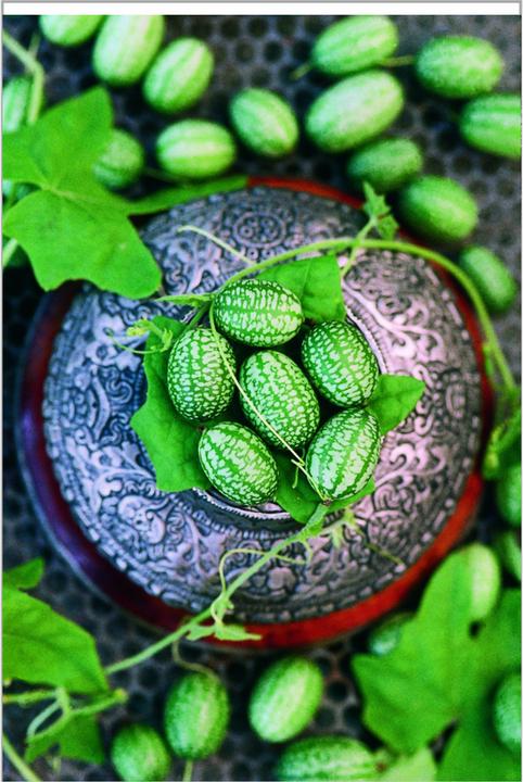 Image du produit Zollinger Bio Cornichon (cornichon), Melothria