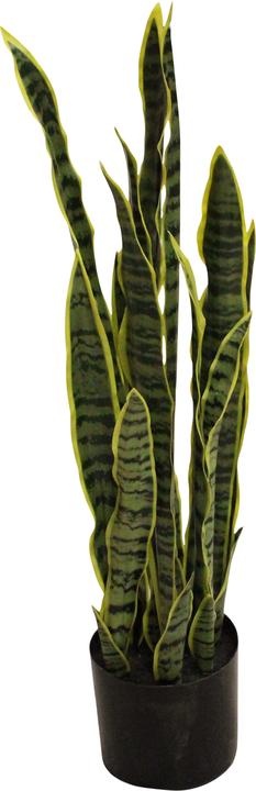 Decofinder Bogenhanf, Grün H: 80 cm (80 cm)