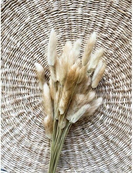 Image du produit Soli Collection Fleurs séchées Lagurus (Fleurs séchées, 50x)