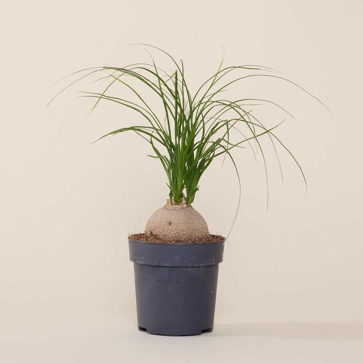 Produktbild Mary and Plants Ponytail Palm (50 cm)