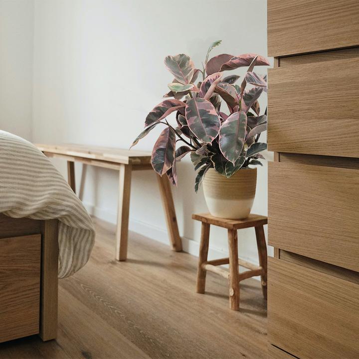 Actual product image VEG and the City Malo (Pink Rubber Tree - Ficus elastica Belize) (90 cm)