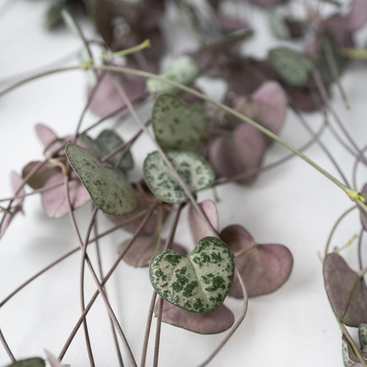 Actual product image Plant in a Box Ceropegia linearis Woodii - set of 2 countersunk heart leafs (20 cm)