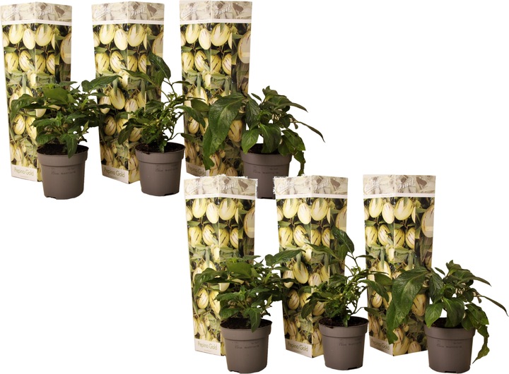Immagine prodotto Plant in a Box Solanum Muricatum 'Pepino gold' - set di 6 pere melone (25 cm)