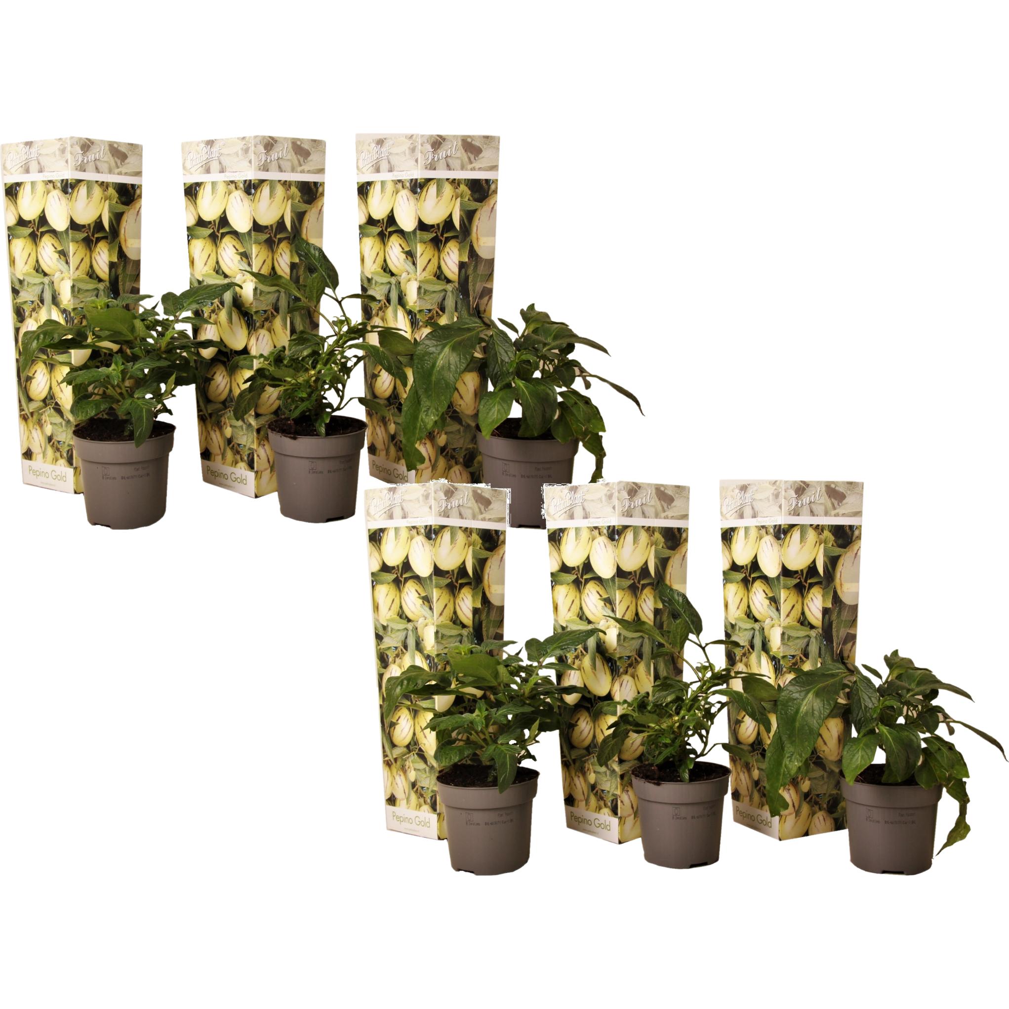 Plant in a Box, Pflanzen, Solanum Muricatum 'Pepino gold' - 6er Set Melonenbirne (25 cm)