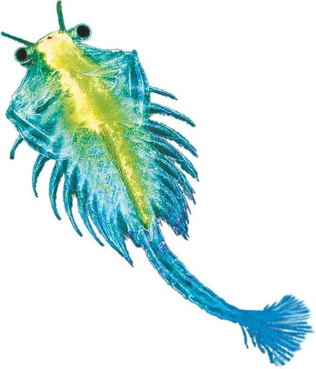 Produktbild Kosmos Urzeit-Krebse - INT