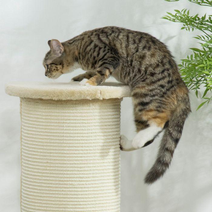 Actual product image Jamb Scratching post (85 cm, Cream white)