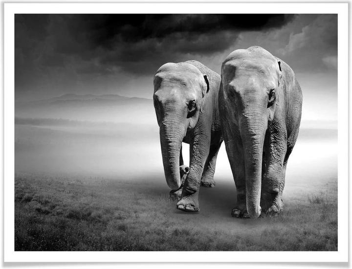 Image du produit Trenddeko Les éléphants (80 x 60 cm)