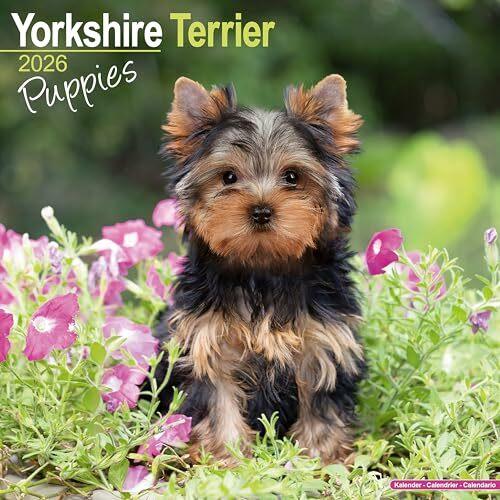 Actual product image Yorkshire Terrier Puppies Calendar 2026 Square Dog Puppy Breed Wall Calendar - 16 Month