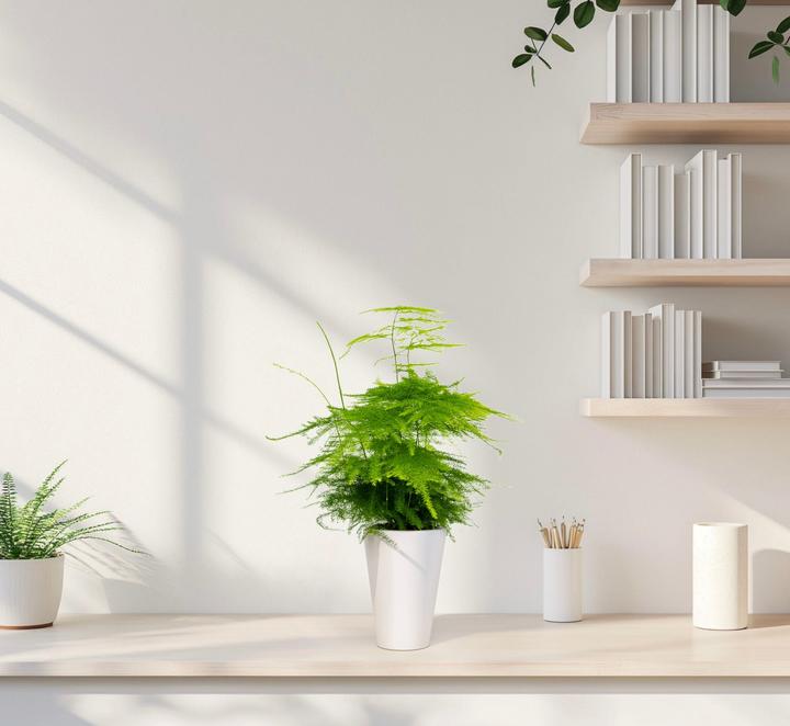 Immagine prodotto Mahaloplants Zierspargel (35 cm, Appena rinvasata)