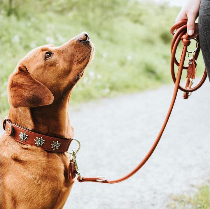 Immagine prodotto Hunter Collare Monaco per cani 42 (42, Cane, Generale)