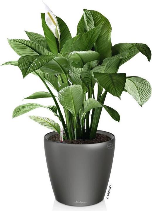 Produktbild Lechuza Classico (36 cm)