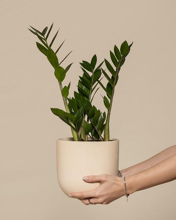 feey Glücksfeder (55 cm, Frisch umgetopft)