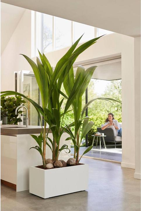 Produktbild Elho Vivo Next Lang (600 cm)