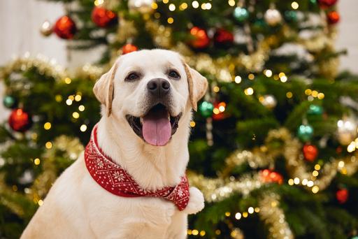 Image du produit Beeztees Peluche de Noël (Bandana pour chien)