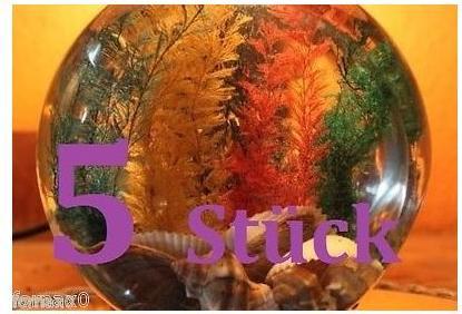 Immagine prodotto Corvus Toys Wundermuschel (Decorazione, altre voci)