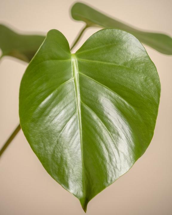 Image du produit feey Monstera (40 cm, Fraîchement rempotés)