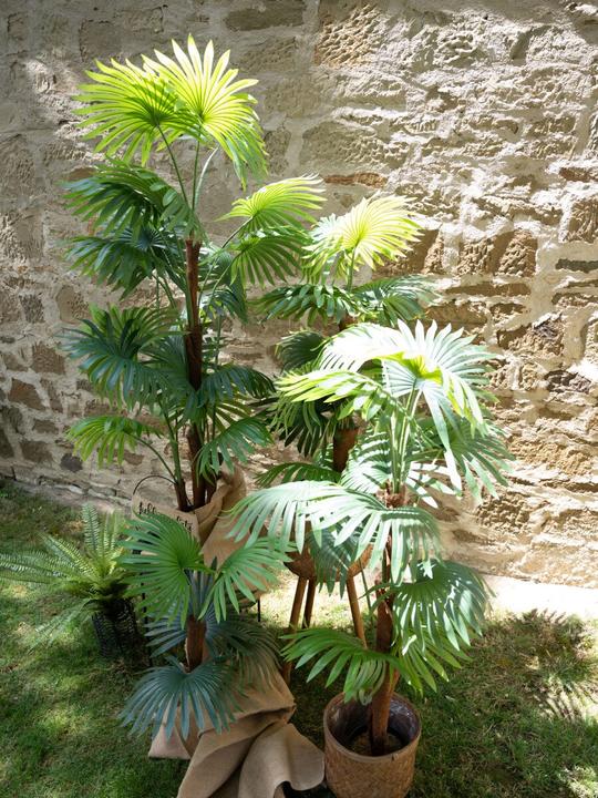 Produktbild Europalms Fächerpalme, Kunstpflanze, 165cm