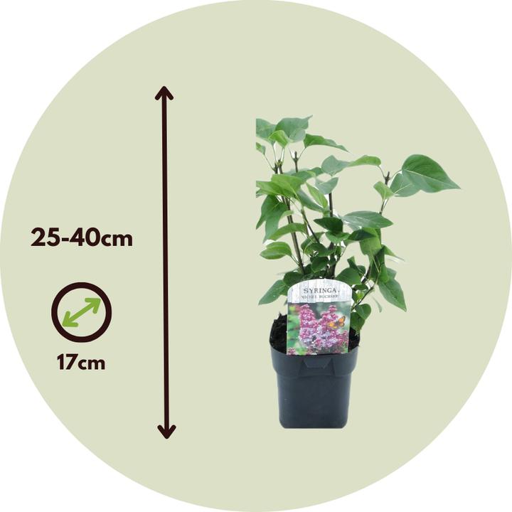 Produktbild Plant in a Box Syringa vulgaris 'Ludwig Spath', 'Michel Buchner', 'Mme Lemoine' - 6er Set Gartenpflanzen (25 cm)