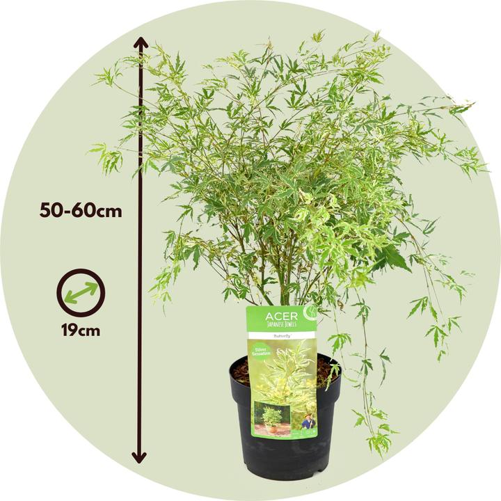 Produktbild Plant in a Box Acer palmatum 'Butterfly' - Japanischer Ahorn (50 cm)