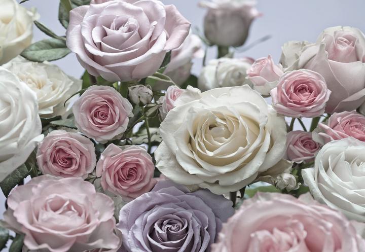 Komar Floraison (368 x 254 cm)