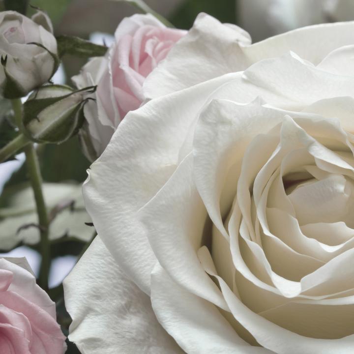 Produktbild Komar Floraison (368 x 254 cm)