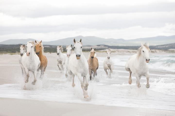 Komar Witte Paarden (368 x 254 cm)