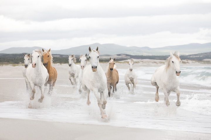 Productafbeelding Komar Witte Paarden (368 x 254 cm)