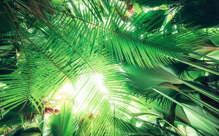 Image du produit Komar Toit de la jungle (450 x 280 cm)