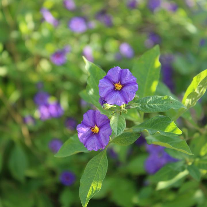 Produktbild Plant in a Box Lycianthes rantonnetii - 6er-Set Nachtschatten (25 cm)