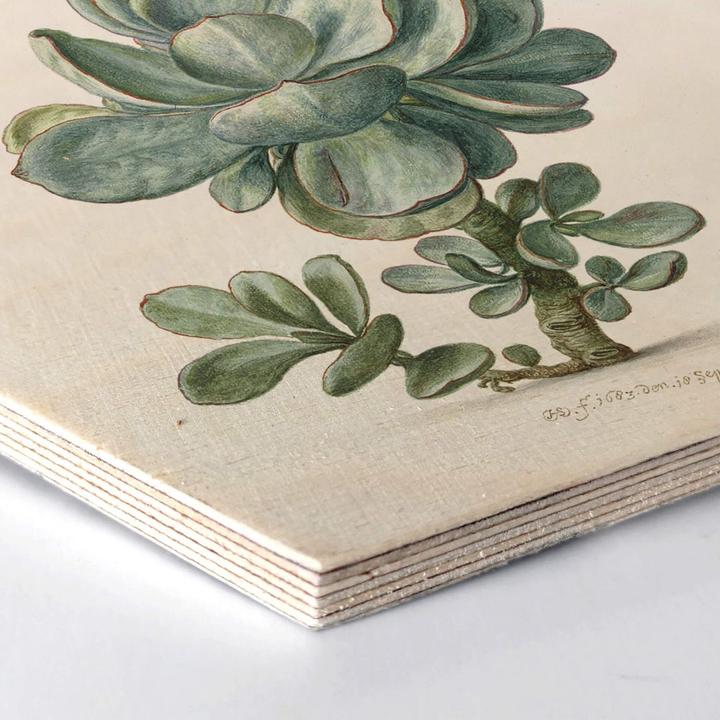 Image du produit Trenddeko Succulentes (55 x 47 cm)
